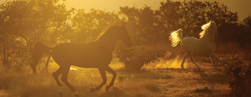 gallops image